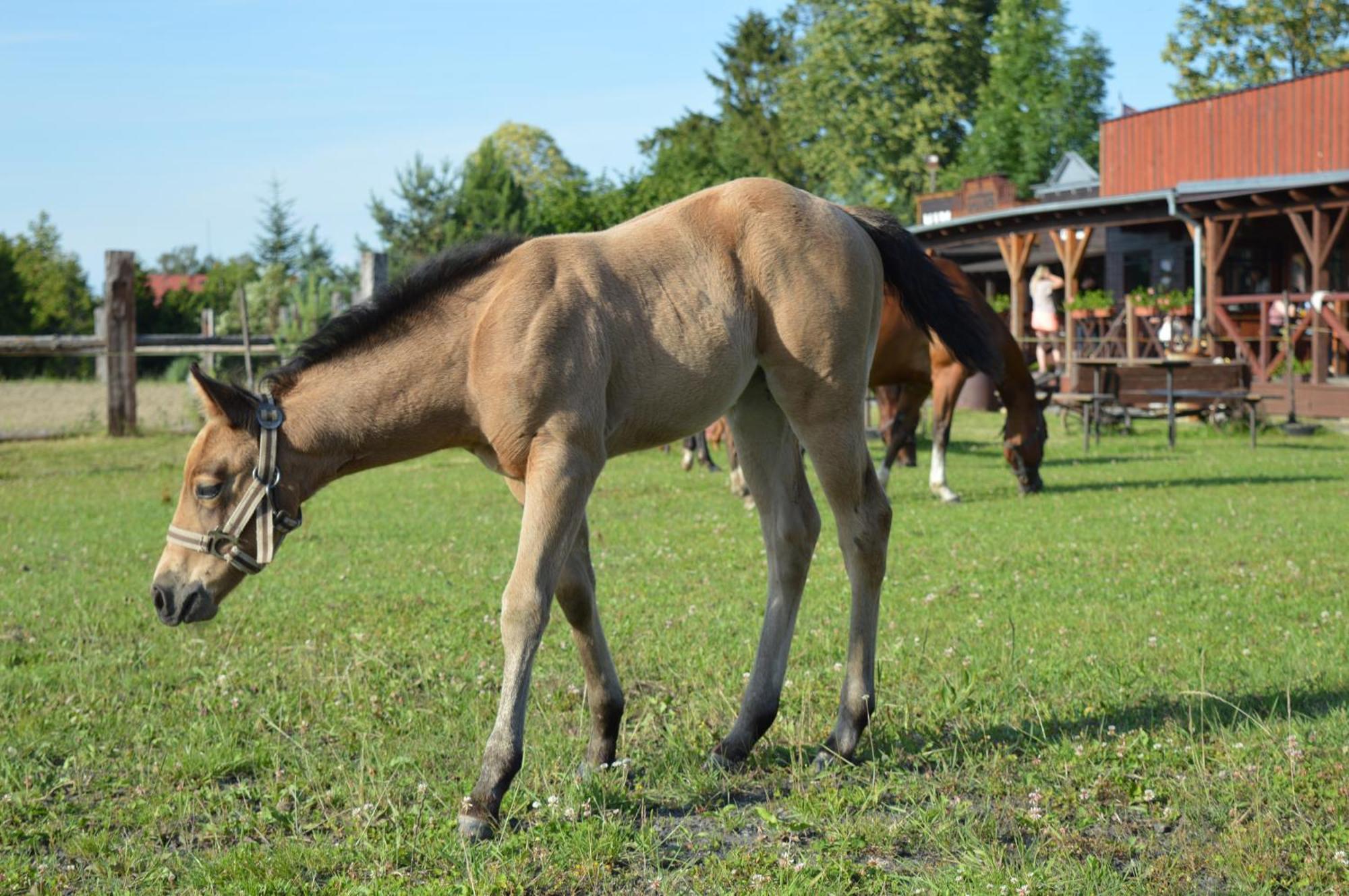 Bubla City Ranch Koprivnice Exterior photo